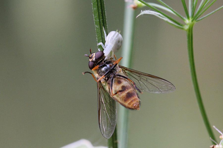 Белый цветочный паук (лат. Misumena vatia, мизумена косолапая) поймал полосатую муху-журчалку (лат. Syrphidae) и повис с нею на паутинке