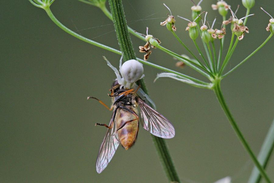 Белый цветочный паук (лат. Misumena vatia, мизумена косолапая) поймал полосатую муху-журчалку (лат. Syrphidae) и повис с нею на паутинке