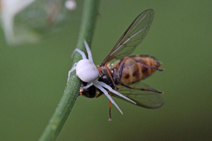 Белый цветочный паук (лат. Misumena vatia, мизумена косолапая) поймал полосатую муху-журчалку (лат. Syrphidae) и повис с нею на паутинке