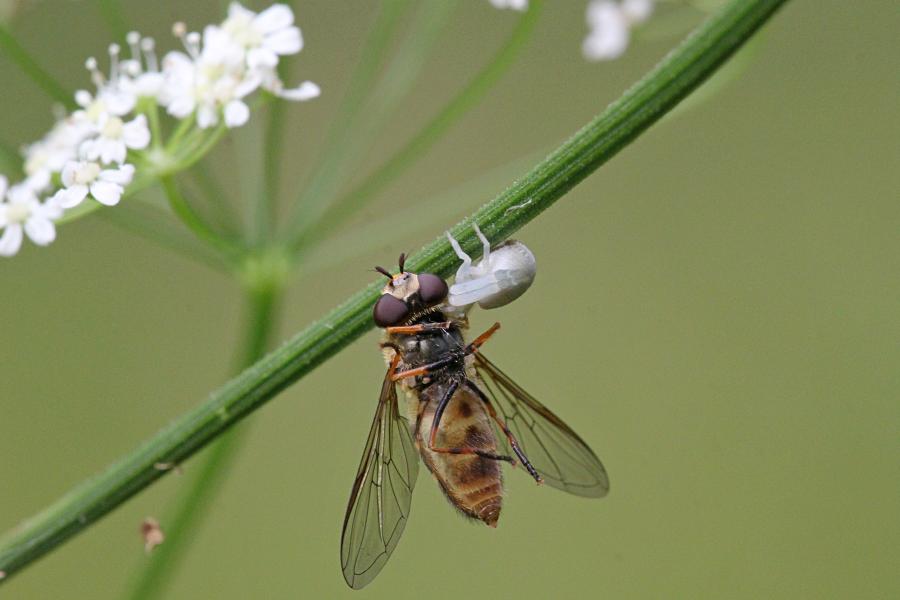 Белый цветочный паук (лат. Misumena vatia, мизумена косолапая) поймал полосатую муху-журчалку (лат. Syrphidae) и повис с нею на паутинке