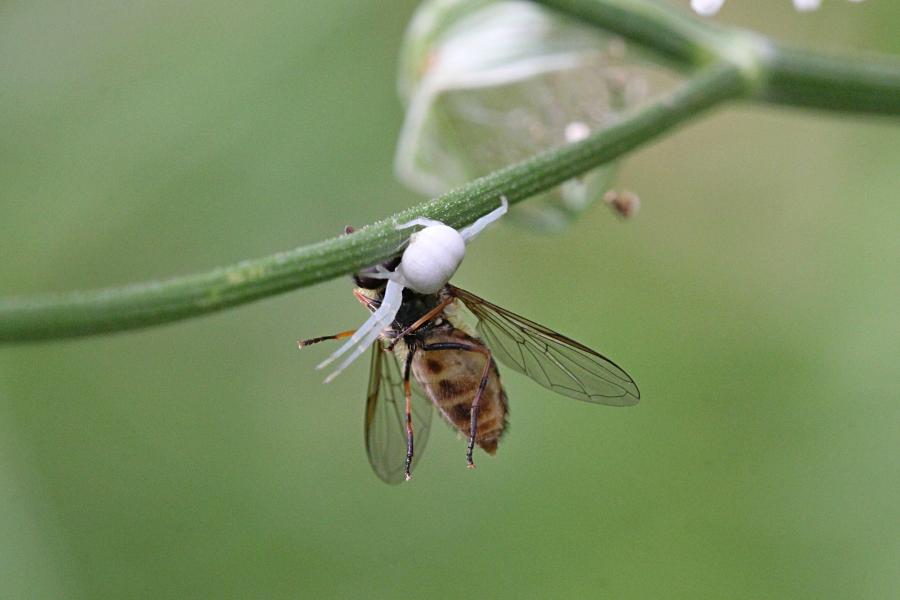 Белый цветочный паук (лат. Misumena vatia, мизумена косолапая) поймал полосатую муху-журчалку (лат. Syrphidae) и повис с нею на паутинке