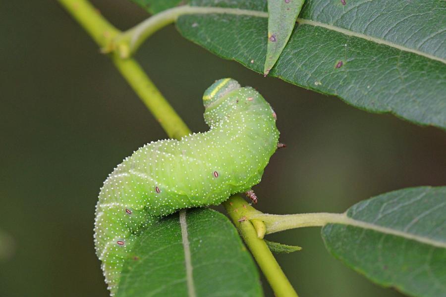 Бражник глазчатый (Smerinthus ocellatus) - крупная зелёная гусеница с голубым рогом на хвосте, косыми белыми полосками и белыми точками на теле, скошенной зелёной головой с жёлтой полосой на ней на ветке ивы