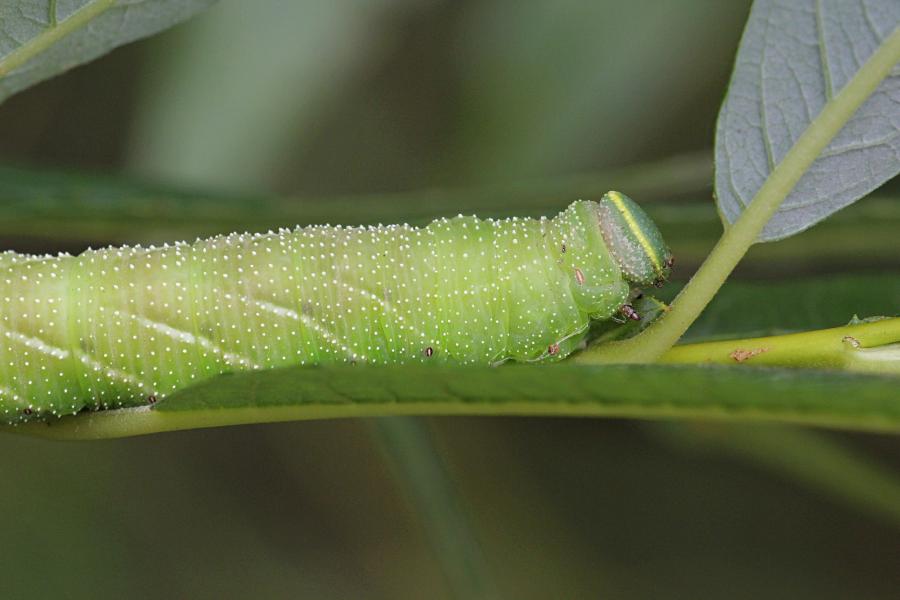 Бражник глазчатый (Smerinthus ocellatus) - крупная зелёная гусеница с голубым рогом на хвосте, косыми белыми полосками и белыми точками на теле, скошенной зелёной головой с жёлтой полосой на ней на ветке ивы