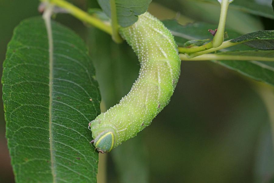 Бражник глазчатый (Smerinthus ocellatus) - крупная зелёная гусеница с голубым рогом на хвосте, косыми белыми полосками и белыми точками на теле, скошенной зелёной головой с жёлтой полосой на ней на листе ивы