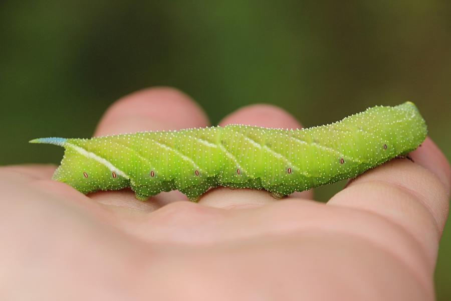 Бражник глазчатый (Smerinthus ocellatus) - крупная зелёная гусеница с голубым рогом на хвосте, косыми белыми полосками и белыми точками на теле, скошенной зелёной головой с жёлтой полосой на ней на человеческой ладони
