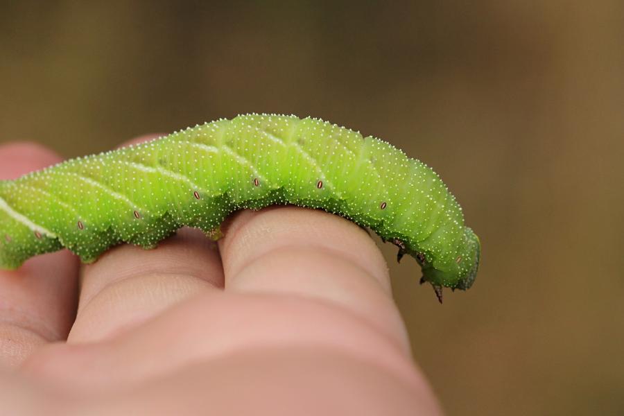 Бражник глазчатый (Smerinthus ocellatus) - крупная зелёная гусеница с голубым рогом на хвосте, косыми белыми полосками и белыми точками на теле, скошенной зелёной головой с жёлтой полосой на ней на человеческой ладони