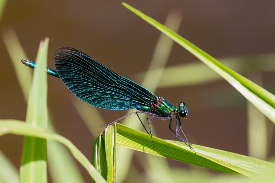 Красотка-девушка (красотка тёмнокрылая, лат. Calopteryx virgo, англ. beautiful demoiselle), самец - металлически блестящая стрекоза с чёрными крыльями, порхающая как бабочка над рекой