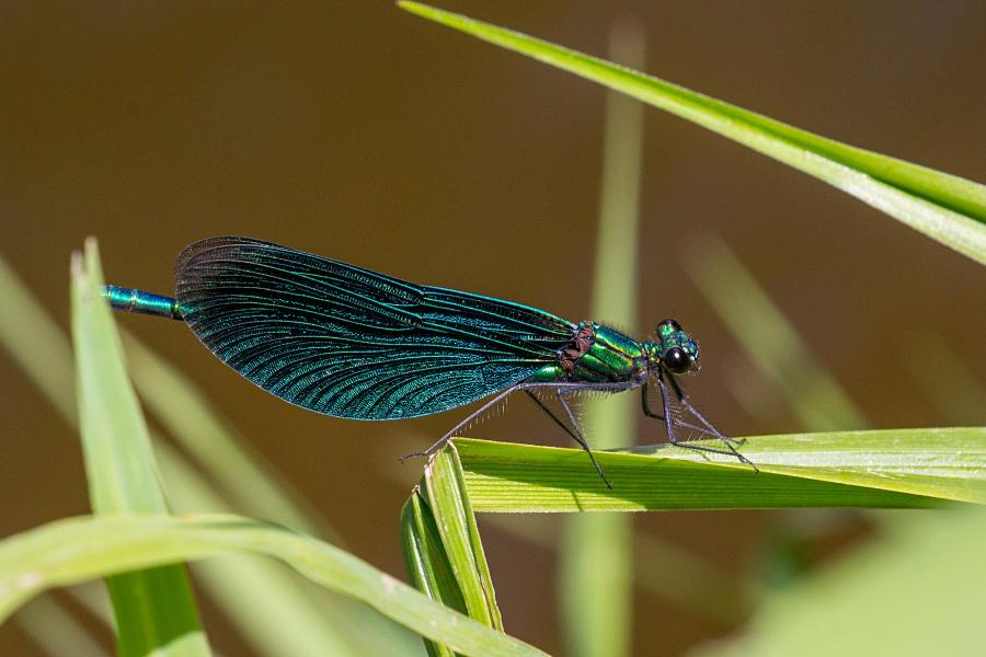 Красотка-девушка (красотка тёмнокрылая, лат. Calopteryx virgo, англ. beautiful demoiselle), самец - металлически блестящая стрекоза с чёрными крыльями, порхающая как бабочка над рекой