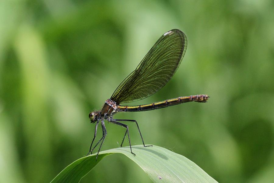 Красотка-девушка (красотка тёмнокрылая, лат. Calopteryx virgo, англ. beautiful demoiselle), самка - металлически блестящая стрекоза с чёрными крыльями, порхающая как бабочка над рекой