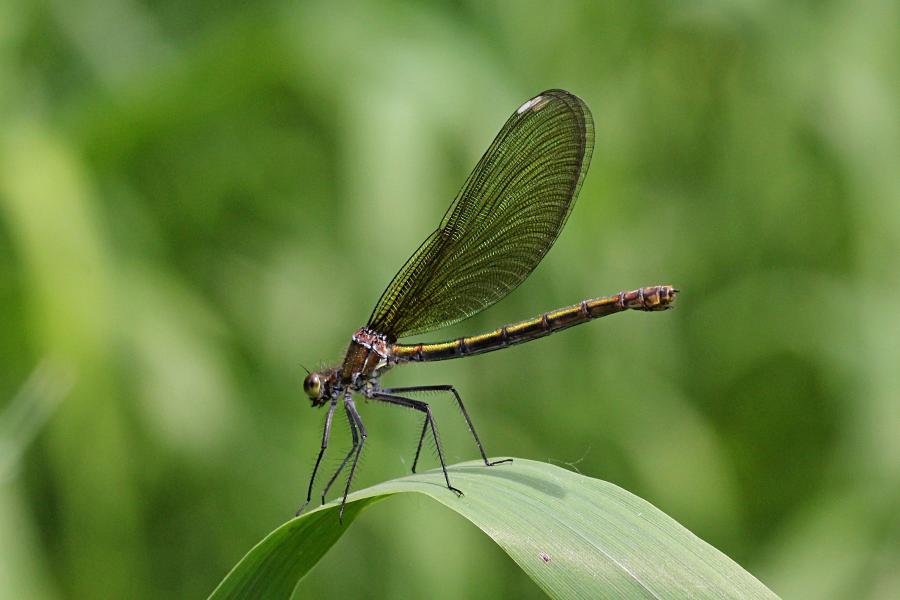 Красотка-девушка (красотка тёмнокрылая, лат. Calopteryx virgo, англ. beautiful demoiselle), самка - металлически блестящая стрекоза с чёрными крыльями, порхающая как бабочка над рекой