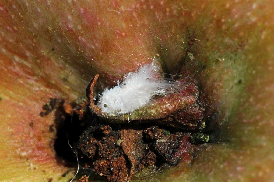 Червецы - живые белые пушинки на яблоке (Ortheziidae, Pseudococcidae)