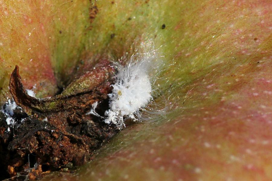 Червецы - живые белые пушинки на яблоке (Ortheziidae, Pseudococcidae)