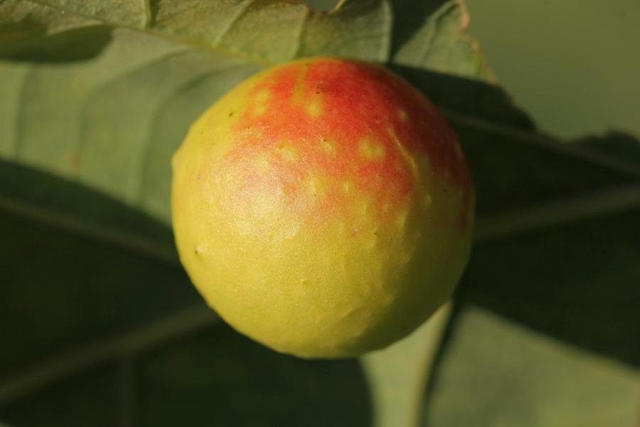 Дубовый галл, он же «дубовое яблоко»,   «дубовый виноград», чернильный орешек - круглое жёлтое образование с красным бочком на нижней стороне листа дуба