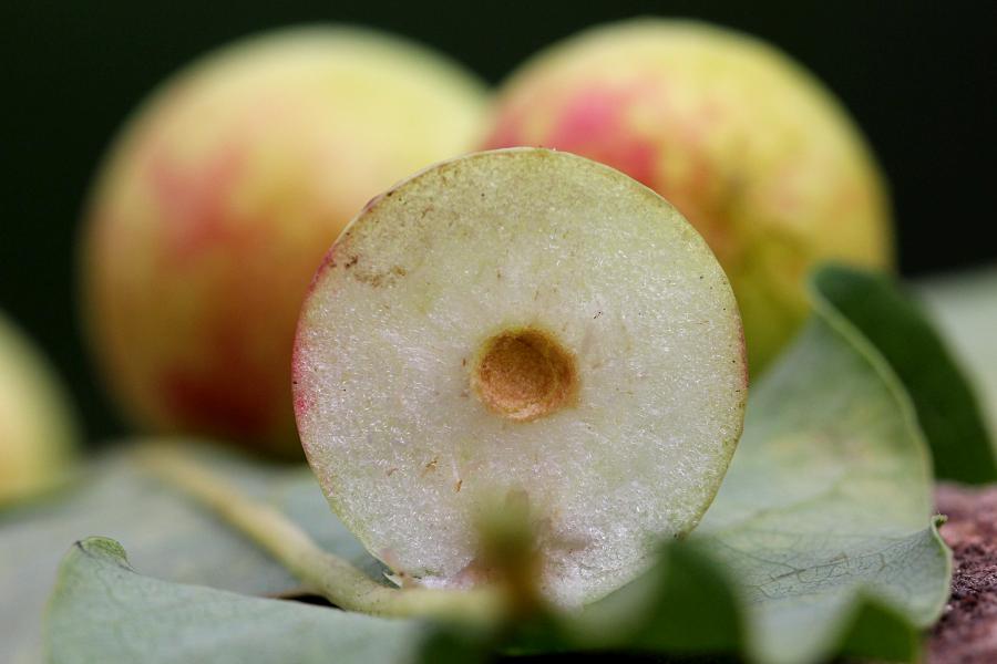 Дубовый галл, он же «дубовое яблоко»,   «дубовый виноград», чернильный орешек в разрезе - видна камера личинки дубовой орехотворки (лат. Cynips quercusfolii)