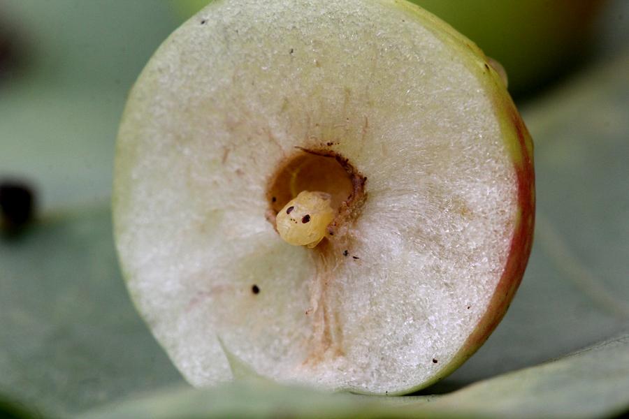 Дубовый галл, он же «дубовое яблоко»,   «дубовый виноград», чернильный орешек в разрезе - с личинкой дубовой орехотворки (лат. Cynips quercusfolii)