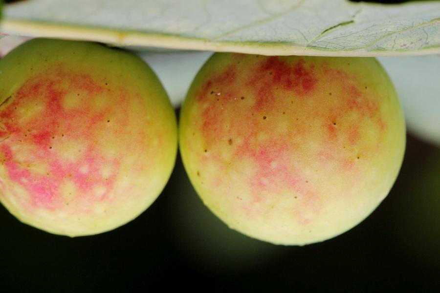 Дубовый галл, он же «дубовое яблоко»,   «дубовый виноград», чернильный орешек - круглое жёлтое образование с красным бочком на нижней стороне листа дуба