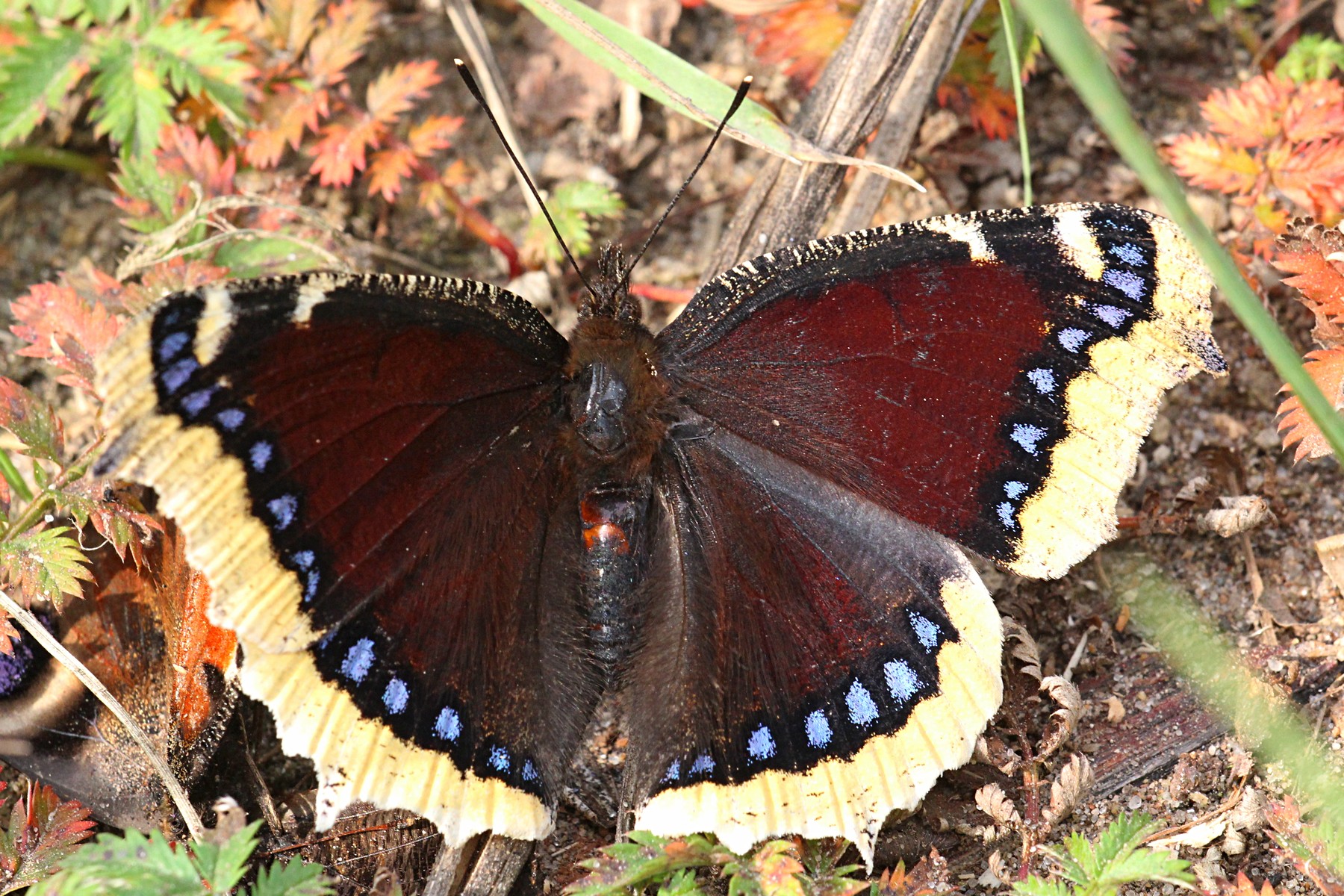 коричневая бабочка