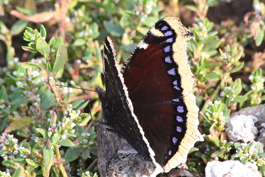 Траурница (лат. Nymphalis antiopa) - крупная бабочка тёмно-коричневого цвета, со светло-жёлтой каймой по краю крыла и голубыми пятнами вдоль неё