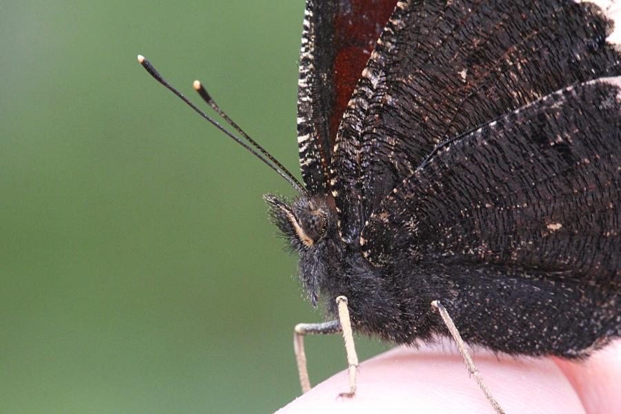Траурница (лат. Nymphalis antiopa) - крупная бабочка тёмно-коричневого цвета, со светло-жёлтой каймой по краю крыла и голубыми пятнами вдоль неё