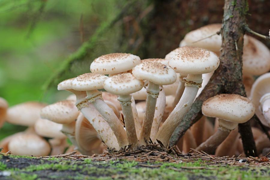 Опёнок осенний, опёнок настоящий (лат. Armillaria mellea) медово-коричневого цвета с хлопьевидными чешуйками на шляпке и ножке и кольцом на ножке, растёт группой старом пне