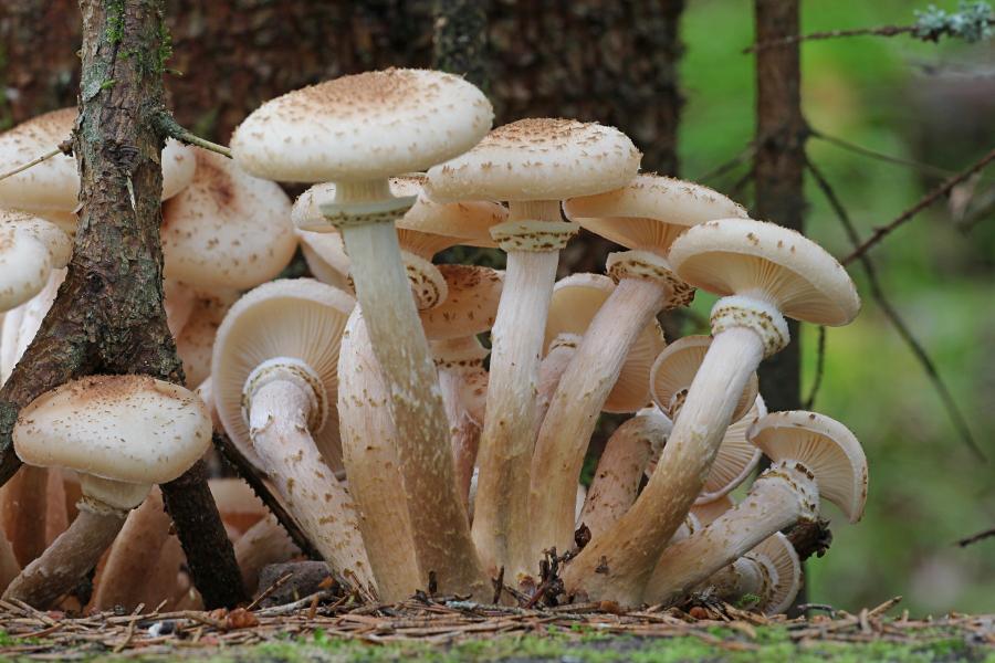 Опёнок осенний, опёнок настоящий (лат. Armillaria mellea) медово-коричневого цвета с хлопьевидными чешуйками на шляпке и ножке и кольцом на ножке, растёт группой старом пне