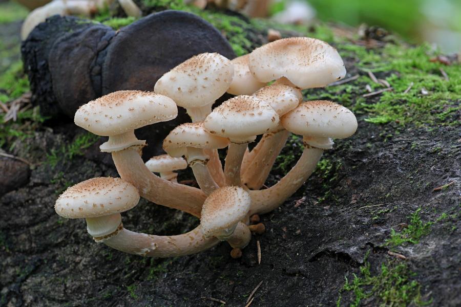 Опёнок осенний, опёнок настоящий (лат. Armillaria mellea) медово-коричневого цвета с хлопьевидными чешуйками на шляпке и ножке и кольцом на ножке, растёт группой старом пне