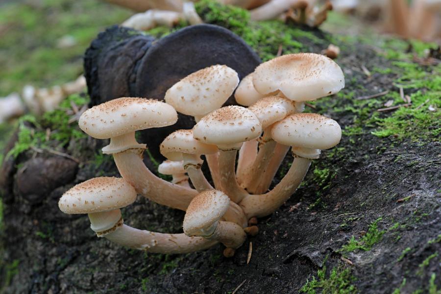 Опёнок осенний, опёнок настоящий (лат. Armillaria mellea) медово-коричневого цвета с хлопьевидными чешуйками на шляпке и ножке и кольцом на ножке, растёт группой старом пне