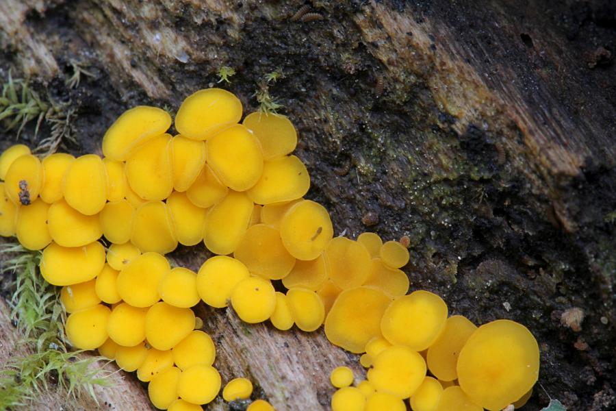 Микроскопический жёлтый гриб биспорелла лимонная, (калицелла лимонно-желтая, Bisporella citrina) круглой формы среди веточек мха на гниющей деревяшке