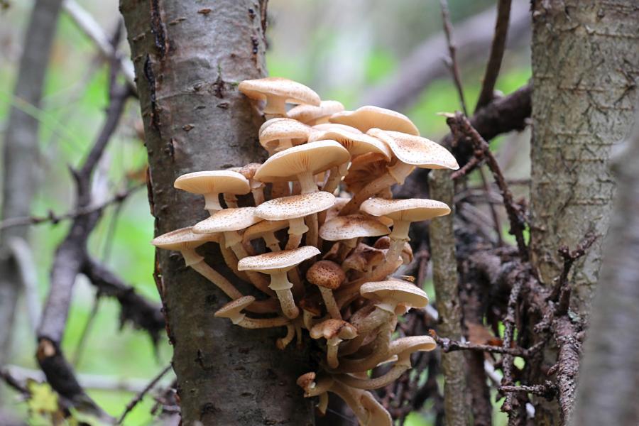 Опёнок осенний, опёнок настоящий (лат. Armillaria mellea) медово-коричневого цвета с хлопьевидными чешуйками на шляпке и ножке и кольцом на ножке, растёт группой старом пне