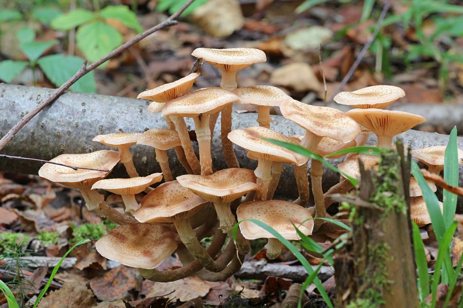 Опёнок осенний, опёнок настоящий (лат. Armillaria mellea) медово-коричневого цвета с хлопьевидными чешуйками на шляпке и ножке и кольцом на ножке, растёт группой старом пне