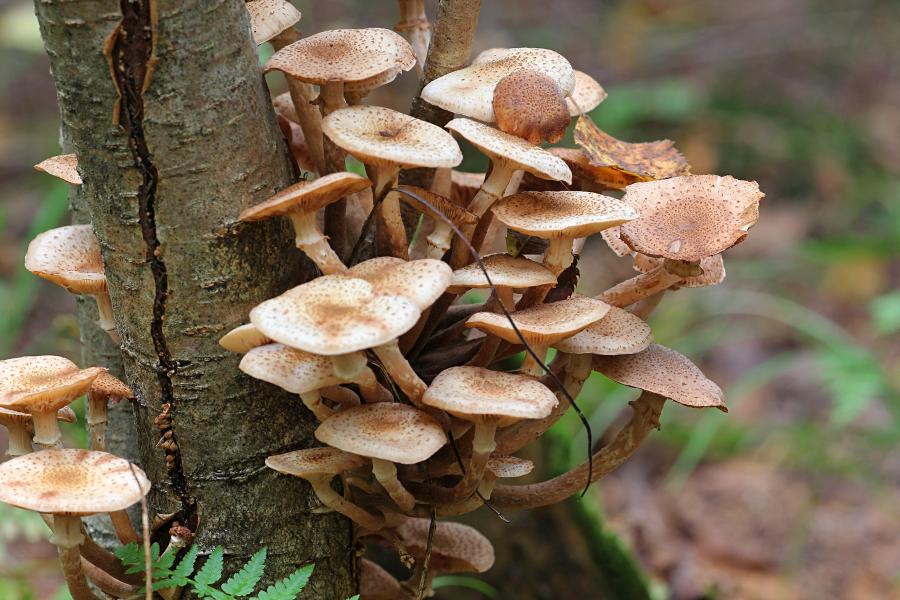 Опёнок осенний, опёнок настоящий (лат. Armillaria mellea) медово-коричневого цвета с хлопьевидными чешуйками на шляпке и ножке и кольцом на ножке, растёт группой старом пне