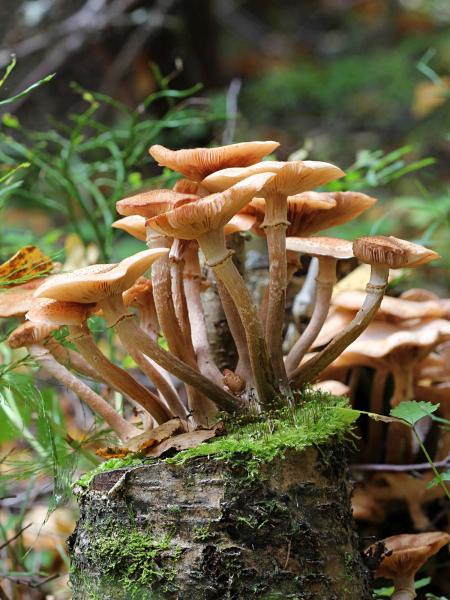 Опёнок осенний, опёнок настоящий (лат. Armillaria mellea) медово-коричневого цвета с хлопьевидными чешуйками на шляпке и ножке и кольцом на ножке, растёт группой старом пне