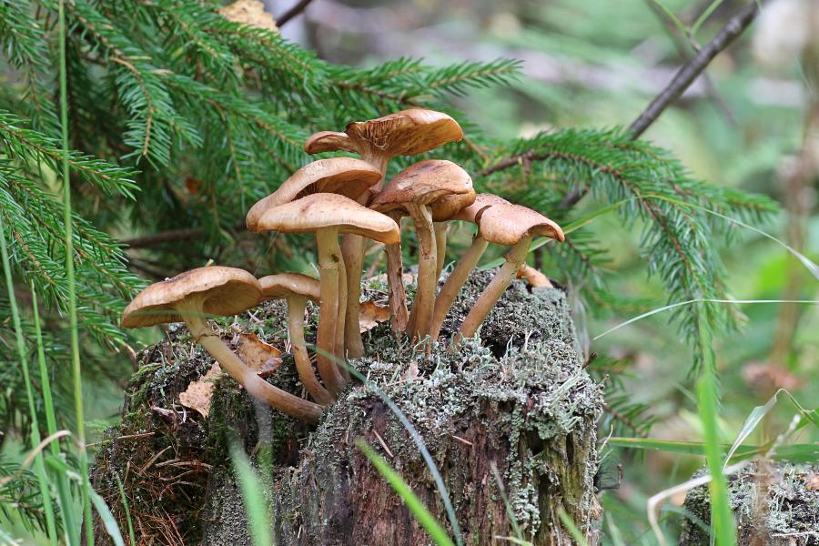 Опёнок осенний, опёнок настоящий (лат. Armillaria mellea) медово-коричневого цвета с хлопьевидными чешуйками на шляпке и ножке и кольцом на ножке, растёт группой старом пне