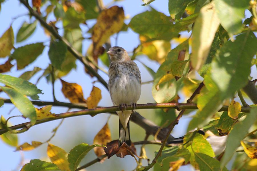 Молодой черноголовый (обыкновенный) щегол (лат. Carduelis carduelis) на ветке: серого цвета, с мелкими пестринами на голове и груди и чёрными крыльями