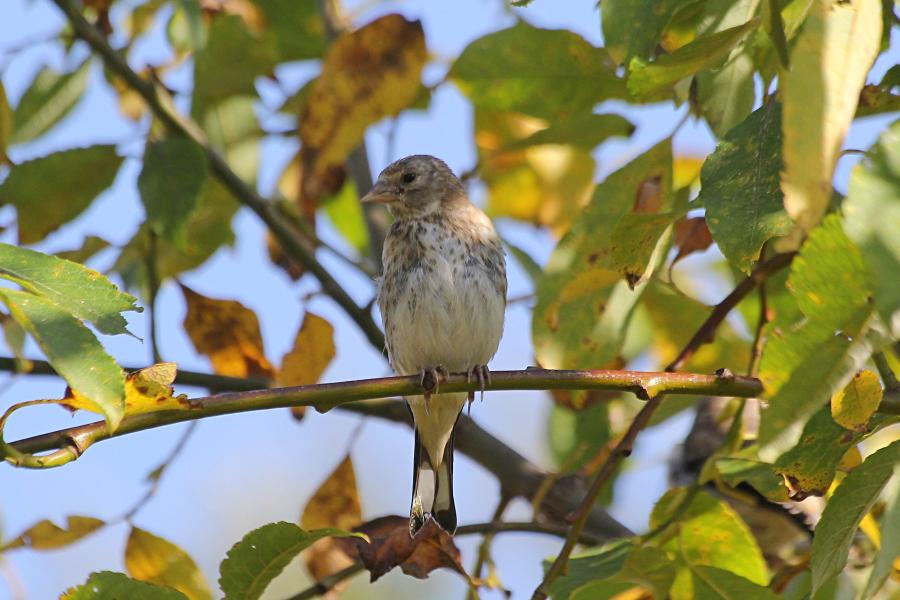 Молодой черноголовый (обыкновенный) щегол (лат. Carduelis carduelis) на ветке: серого цвета, с мелкими пестринами на голове и груди и чёрными крыльями