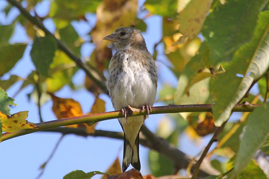 Молодой черноголовый (обыкновенный) щегол (лат. Carduelis carduelis) на ветке: серого цвета, с мелкими пестринами на голове и груди и чёрными крыльями