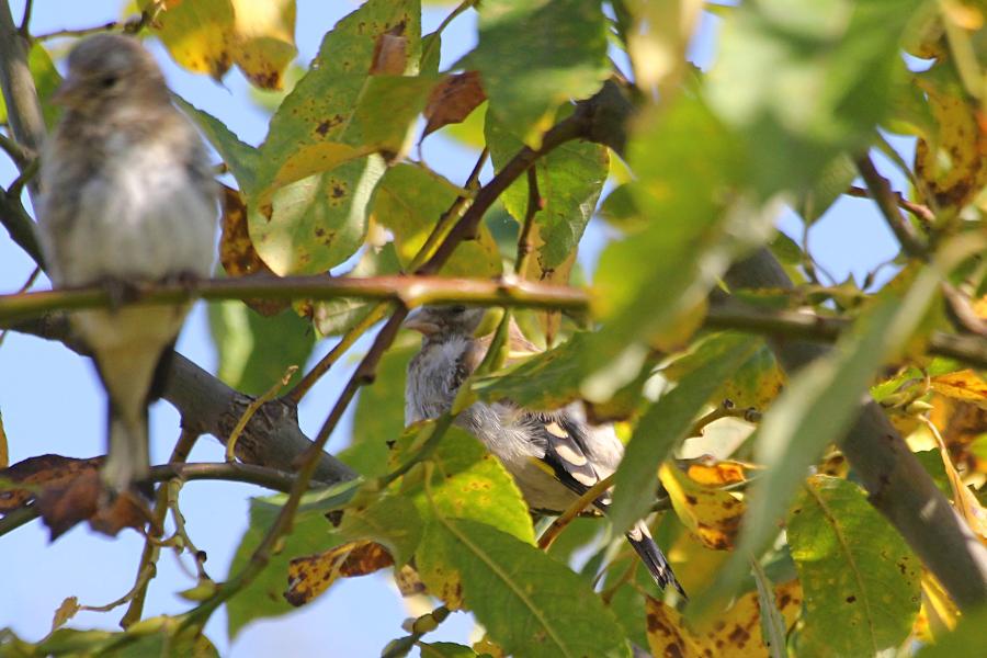 Молодой черноголовый (обыкновенный) щегол (лат. Carduelis carduelis) на ветке: серого цвета, с мелкими пестринами на голове и груди и чёрными крыльями