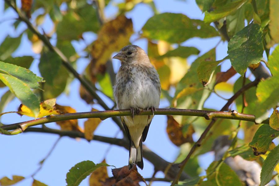 Молодой черноголовый (обыкновенный) щегол (лат. Carduelis carduelis) на ветке: серого цвета, с мелкими пестринами на голове и груди и чёрными крыльями