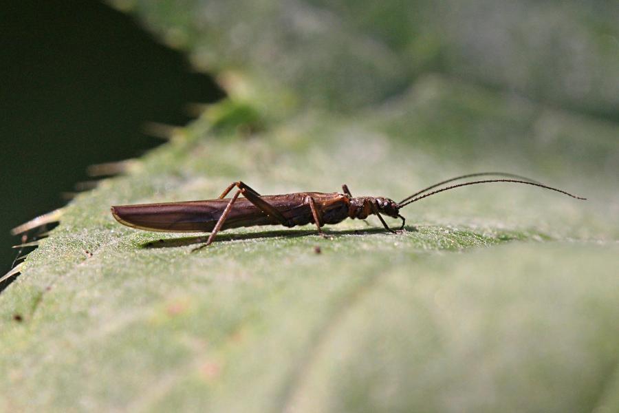 Веснянка (лат. Plecoptera) древнее крылатое насекомое тёмно-коричневого цвета с длинными прозрачными крыльями, появляющееся около рек ранней весной и поздней осенью