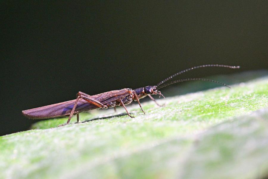 Веснянка (лат. Plecoptera) древнее крылатое насекомое тёмно-коричневого цвета с длинными прозрачными крыльями, появляющееся около рек ранней весной и поздней осенью