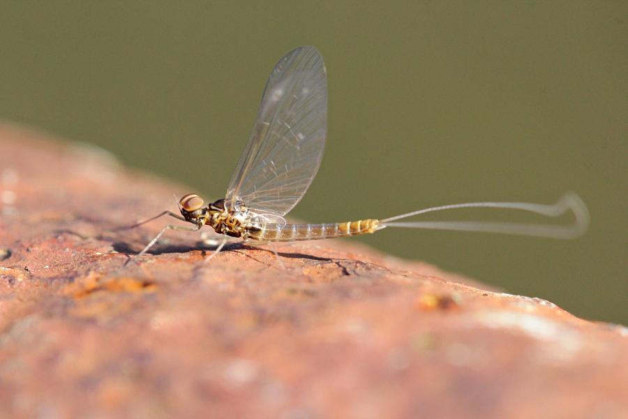 Крылатые подёнки (лат. Ephemeroptera) с тонкими сетчатыми крыльями и тремя длинными нитями на хвосте поздней осенью (сентябрь-октябрь) на берегах реки Мостовицы