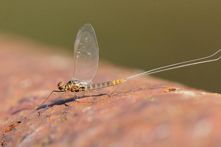 Крылатые подёнки (лат. Ephemeroptera) с тонкими сетчатыми крыльями и тремя длинными нитями на хвосте поздней осенью (сентябрь-октябрь) на берегах реки Мостовицы