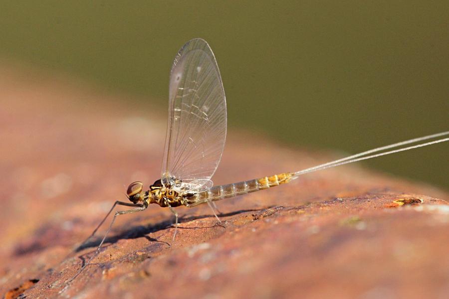 Крылатые подёнки (лат. Ephemeroptera) с тонкими сетчатыми крыльями и тремя длинными нитями на хвосте поздней осенью (сентябрь-октябрь) на берегах реки Мостовицы