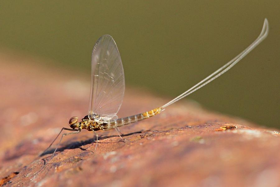 Крылатые подёнки (лат. Ephemeroptera) с тонкими сетчатыми крыльями и тремя длинными нитями на хвосте поздней осенью (сентябрь-октябрь) на берегах реки Мостовицы