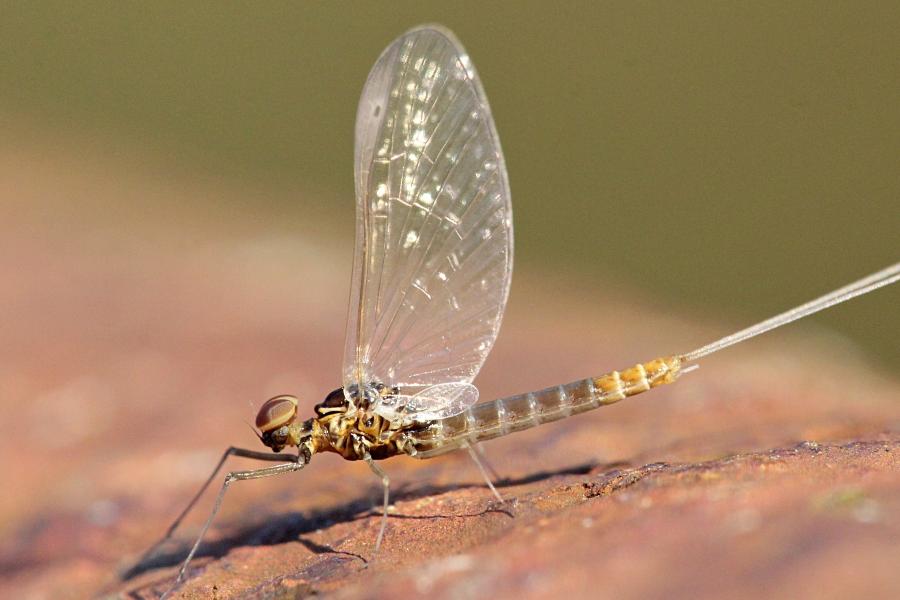 Крылатые подёнки (лат. Ephemeroptera) с тонкими сетчатыми крыльями и тремя длинными нитями на хвосте поздней осенью (сентябрь-октябрь) на берегах реки Мостовицы