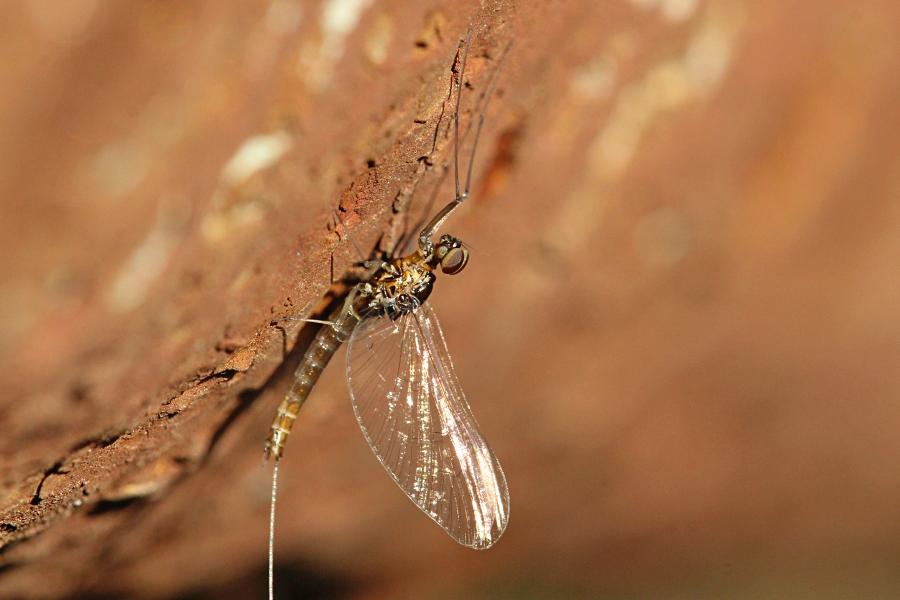 Крылатые подёнки (лат. Ephemeroptera) с тонкими сетчатыми крыльями и тремя длинными нитями на хвосте поздней осенью (сентябрь-октябрь) на берегах реки Мостовицы