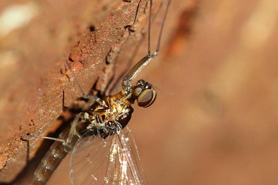 Крылатые подёнки (лат. Ephemeroptera) с тонкими сетчатыми крыльями и тремя длинными нитями на хвосте поздней осенью (сентябрь-октябрь) на берегах реки Мостовицы