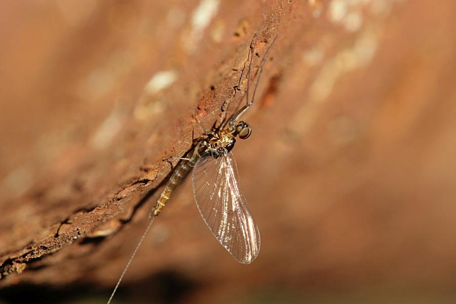 Крылатые подёнки (лат. Ephemeroptera) с тонкими сетчатыми крыльями и тремя длинными нитями на хвосте поздней осенью (сентябрь-октябрь) на берегах реки Мостовицы