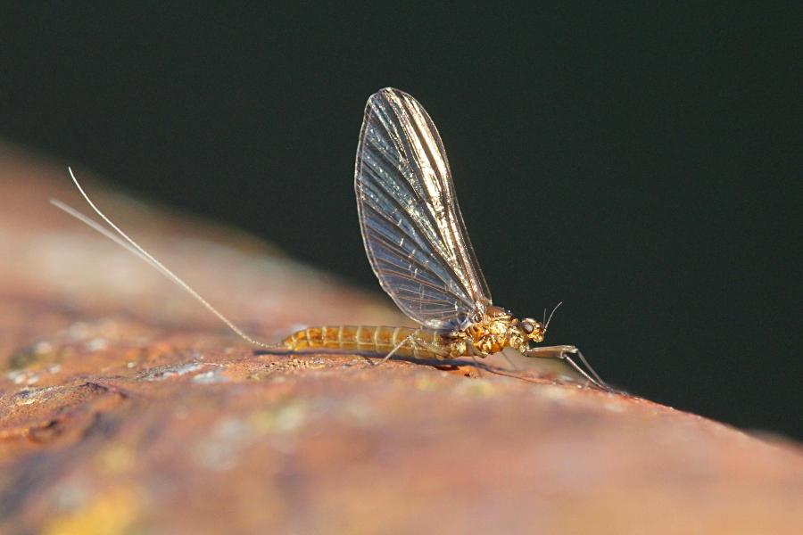 Крылатые подёнки (лат. Ephemeroptera) с тонкими сетчатыми крыльями и тремя длинными нитями на хвосте поздней осенью (сентябрь-октябрь) на берегах реки Мостовицы