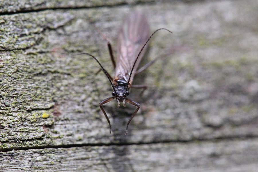 Веснянка (лат. Plecoptera) древнее крылатое насекомое тёмно-коричневого цвета с длинными прозрачными крыльями, появляющееся около рек ранней весной и поздней осенью